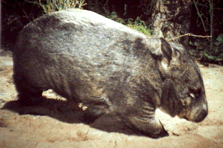 Wombat